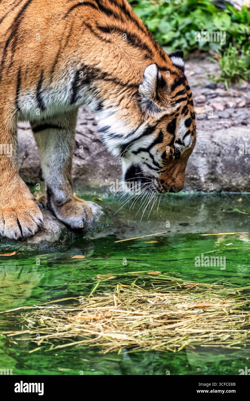 Sibirischer Tiger im Hagenbecker Tierpark in Hamburg Stockfoto