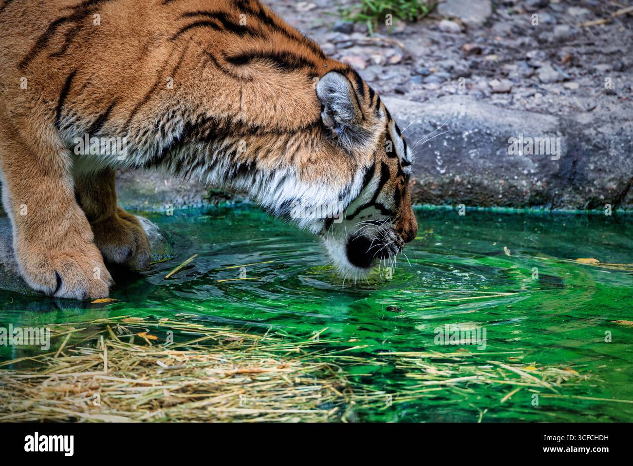 Sibirischer Tiger im Hagenbecker Tierpark in Hamburg Stockfoto