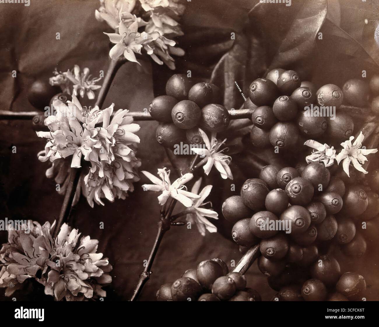 Blüte und Frucht eines Kaffeebaumes (Coffea arabica), c1860. Stockfoto