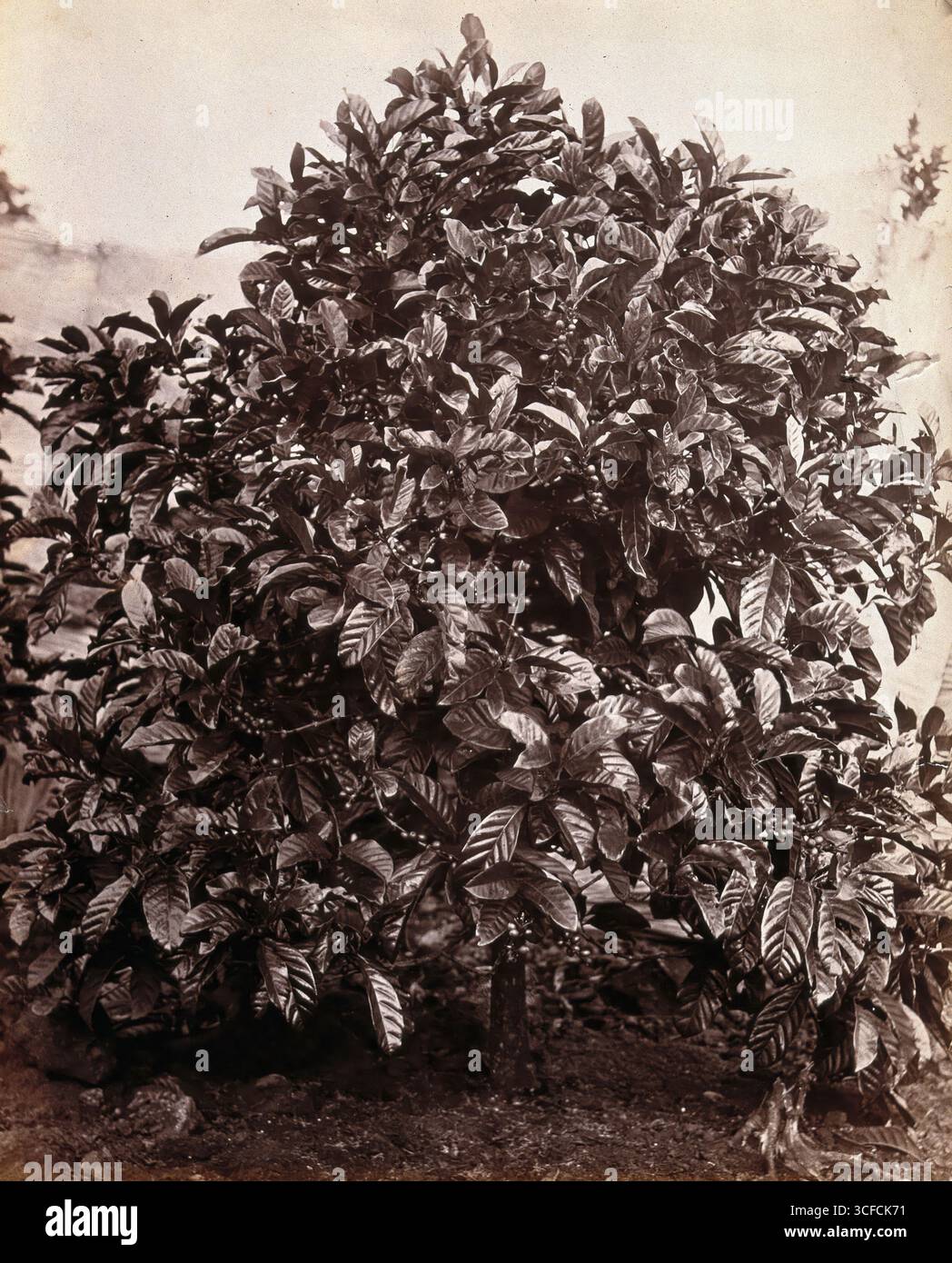 Ein fruchtiger Kaffeebaum (Coffea arabica), c1860 Stockfoto