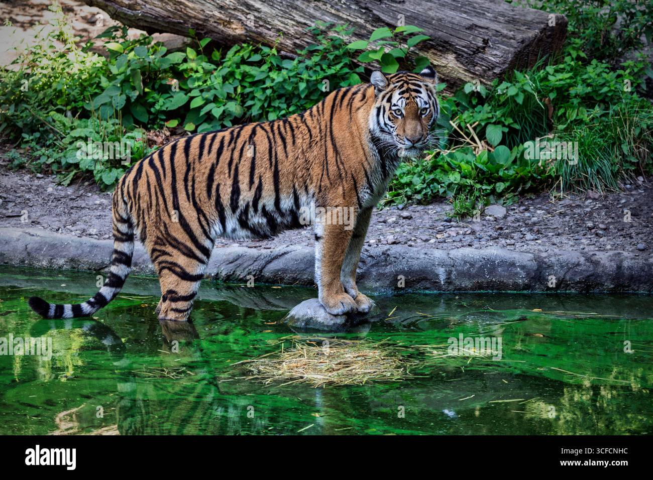 Sibirischer Tiger im Hagenbecker Tierpark in Hamburg Stockfoto