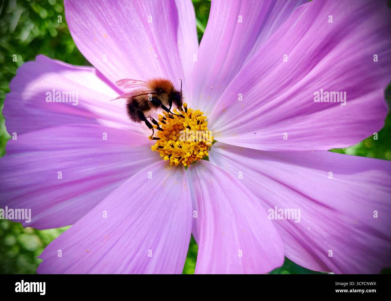 Honigbiene auf dem Kosmos im Fotografen-Garten in Thaxted Essex England Aug 2025 Eine Honigbiene (auch Honigbiene) ist ein eusoziales fliegendes Insekt aus der Gattung APIs der größten Bienenfamilie Apidae.[1] alle Honigbienen sind nektarivore Bestäuber, die auf dem afroeurasischen Festland beheimatet sind.[2][3], aber seit dem Zeitalter der Entdeckung sind menschliche Migrationen und Kolonien in Australien und seit dem frühen 17. Jahrhundert verantwortlich (Anfang des 19. Jahrhunderts), was zur heutigen kosmopolitischen Verteilung von h führt Stockfoto
