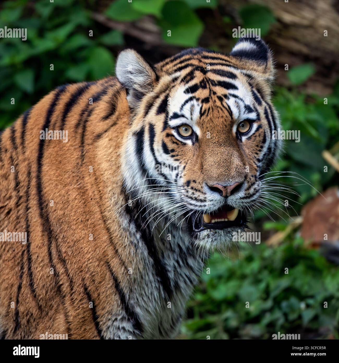 Sibirischer Tiger im Hagenbecker Tierpark in Hamburg Stockfoto