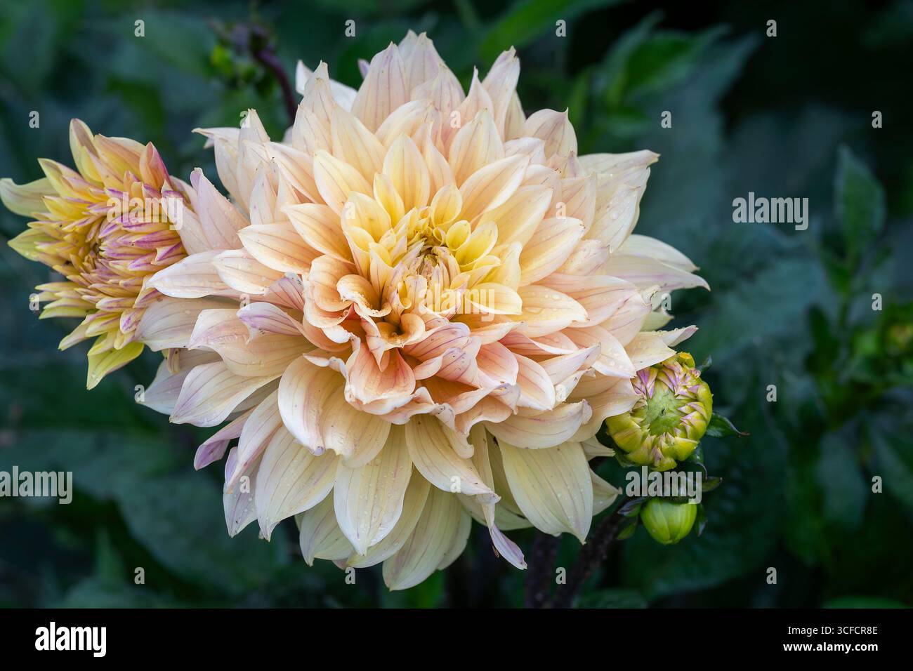 'Cafe Au Lait' Dahlia Flower Dinner Teller. Dahlia Flowers Variety Cafe au Lait wächst im Sommergarten. Dekorative zarte cremefarbene, hellrosa Dahlie. Stockfoto