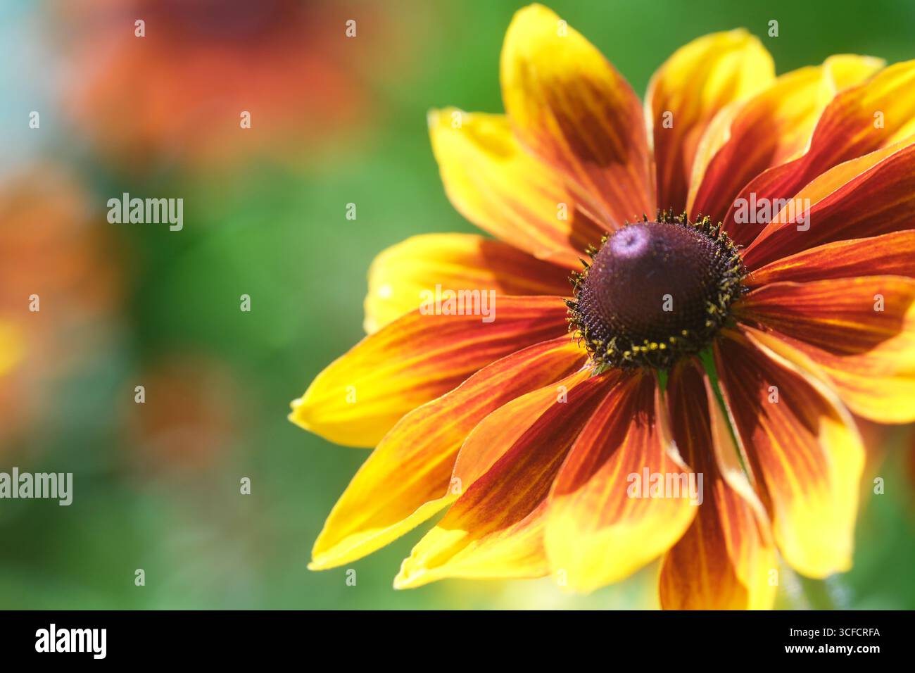 Rudbeckia gelbe, orange und schwarze Sommerblume - Foto August 2025 in Großbritannien Stockfoto
