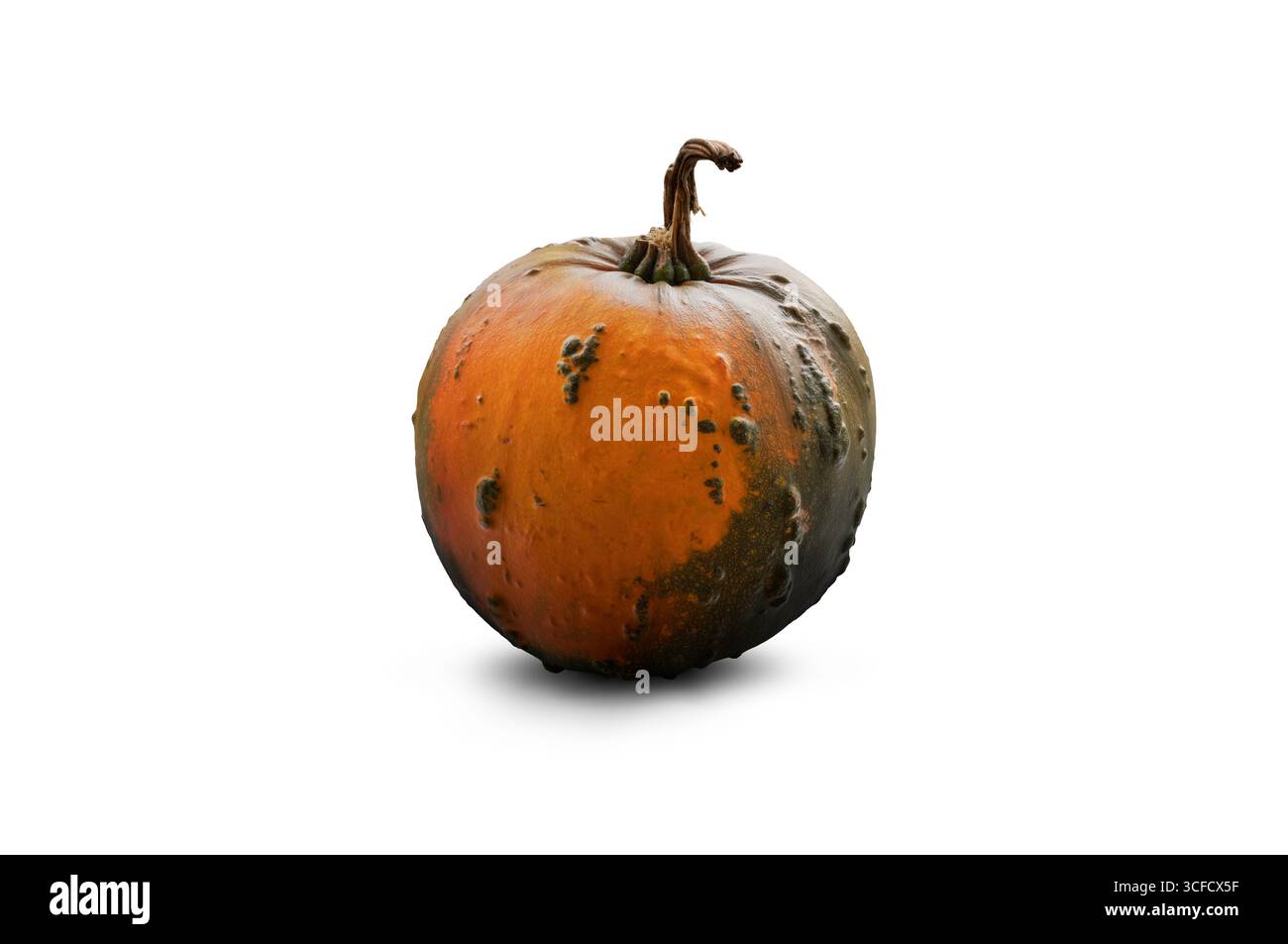 Zwei ganz reife orangefarbene und grüne Kürbis-Designelemente für Thanksgiving, halloween und Food Harvest-Konzepte isoliert auf weißem Hintergrund. Stockfoto