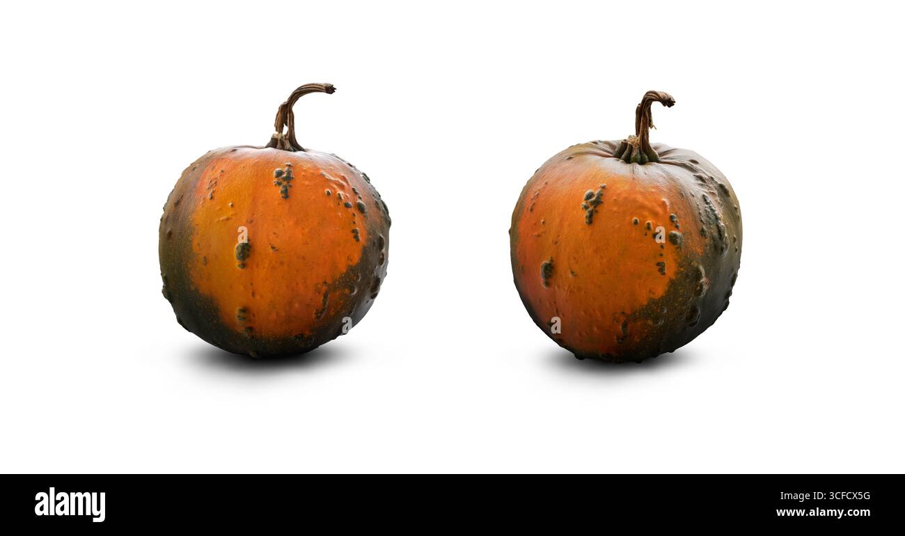 Zwei ganz reife orangefarbene und grüne Kürbis-Designelemente für Thanksgiving, halloween und Food Harvest-Konzepte isoliert auf weißem Hintergrund. Stockfoto