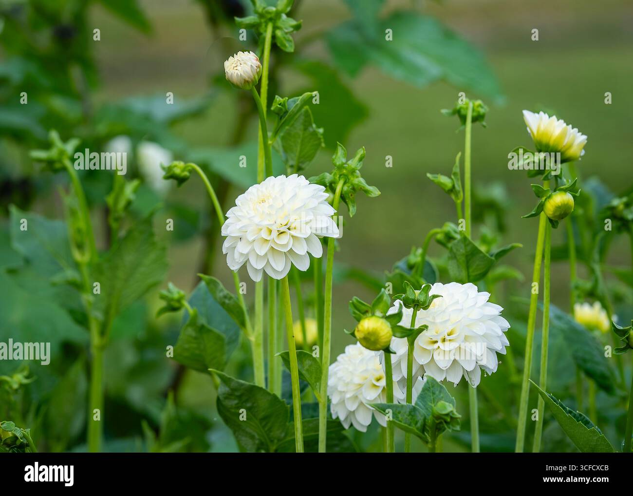 Dahlia „Schneeflocke“ in Blume. "Schneeflocke" Pompon Dahlia, Pompondahlia (Dahlia x hortensis). Stockfoto