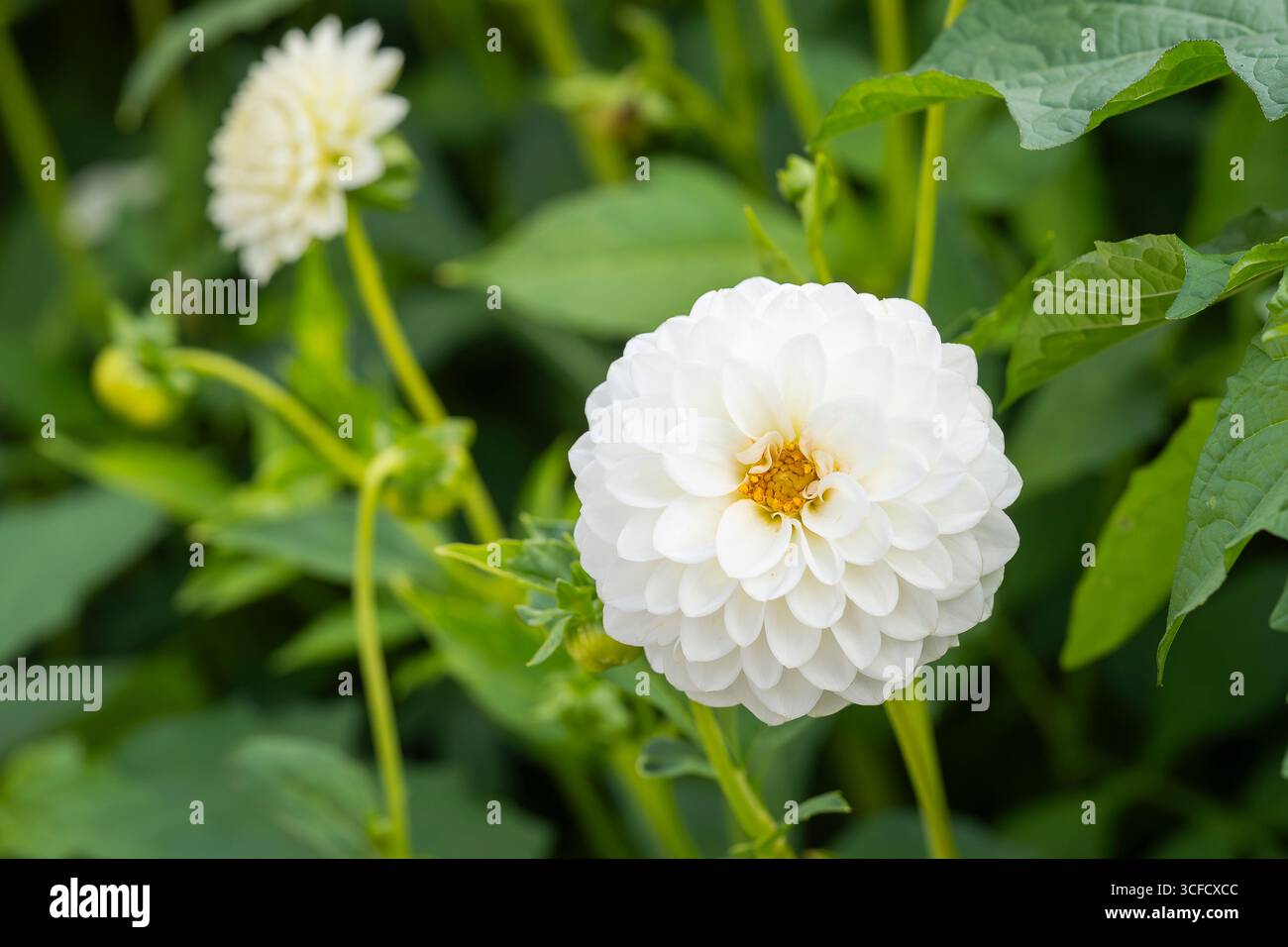 Dahlia „Schneeflocke“ in Blume. "Schneeflocke" Pompon Dahlia, Pompondahlia (Dahlia x hortensis). Stockfoto