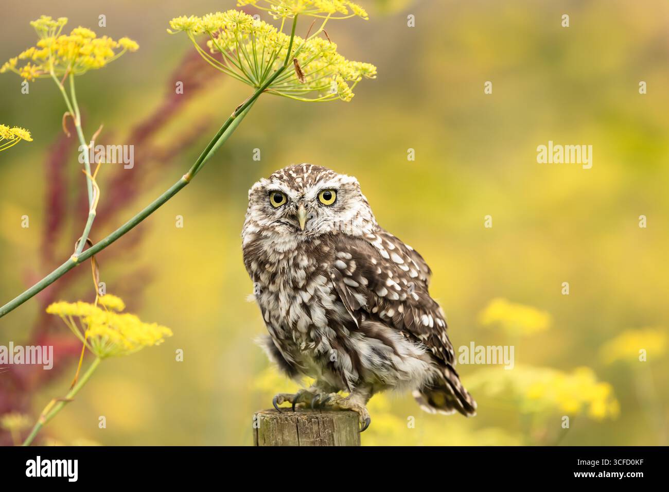Little Ewl, wissenschaftlicher Name: Athene noctua, hoch auf dem Pfosten des Bauernhofs auf der Sommerwiese mit gelben Blumen, nach vorne gerichtet. Die kleine Eule ist die Spezies von Stockfoto
