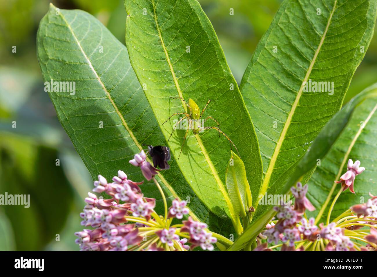 Die grüne Luchsspinne (Peucetia viridans). Diese Art nutzt kein Netz, um ihre Beute zu fangen. Es stürzt auf seine Beute auf eine katzenähnliche Weise, das heißt Stockfoto