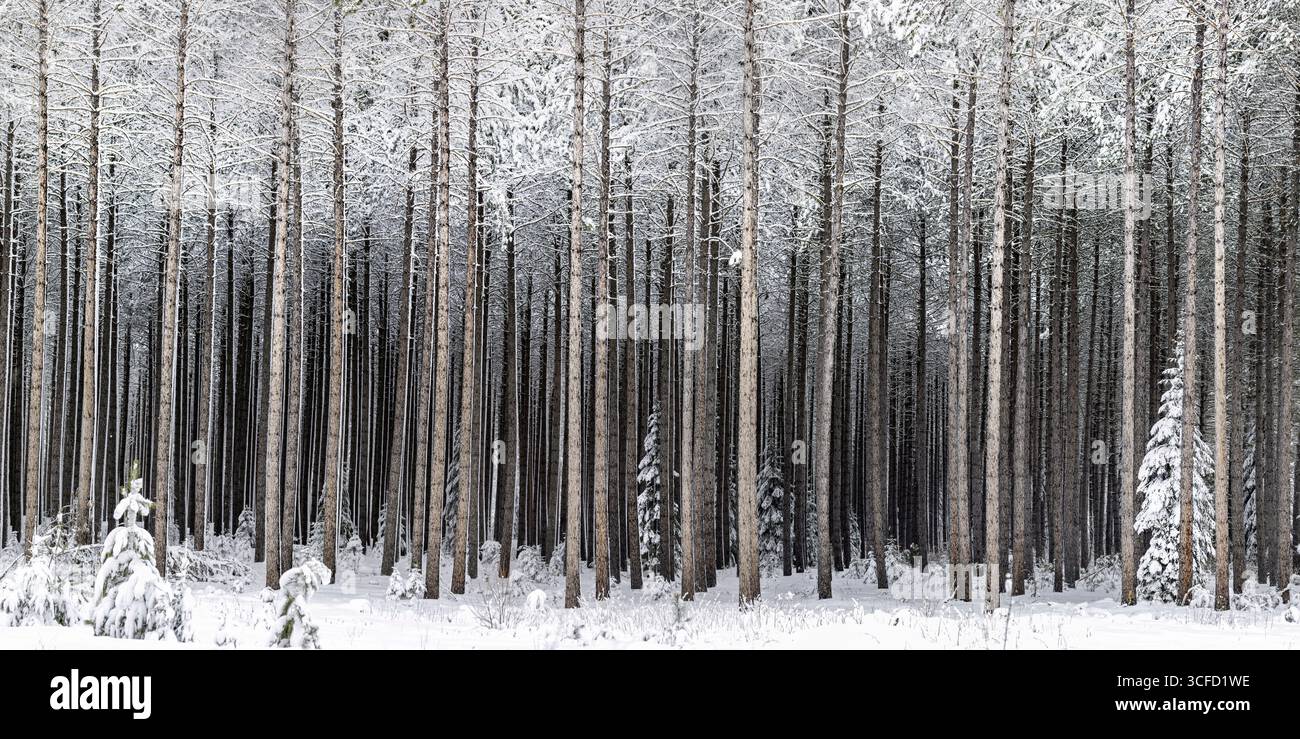 Schneebedeckter Wald mit hohen, gleichmäßig verteilten Bäumen sorgt für eine ruhige Winterszene. Ontario, Kanada Stockfoto