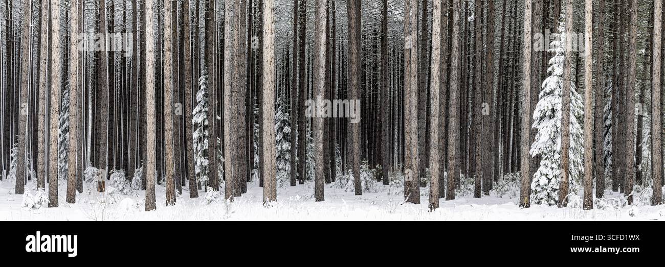 Schneebedeckter Wald mit hohen, geraden Bäumen, die eine ruhige Winterlandschaft schaffen. Ontario, Kanada Stockfoto