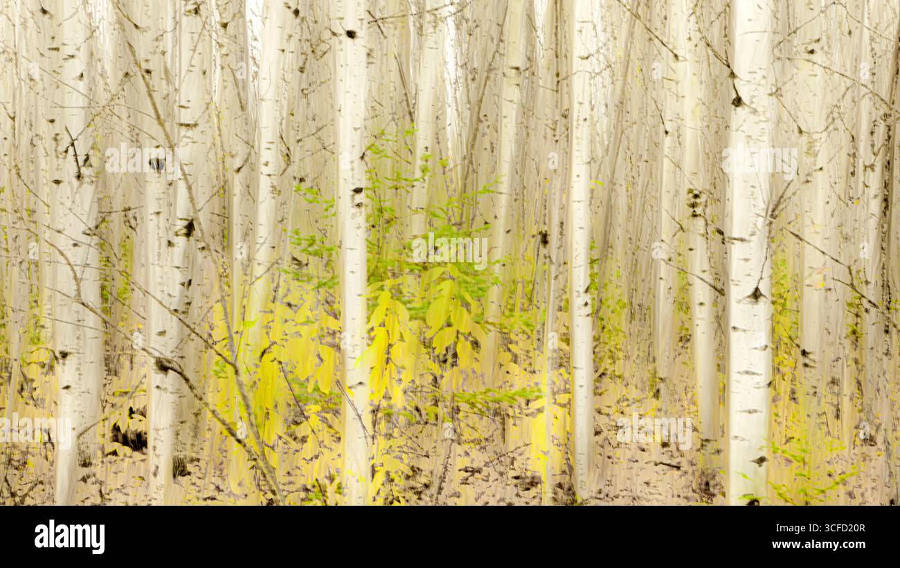 Birkenwald mit lebendigem jungen grünen Laub, verstreut zwischen den weißen Baumstämmen. Ontario, Kanada Stockfoto