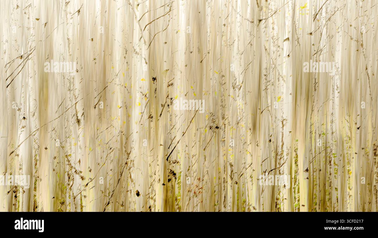 Birkenwald mit lebendigem jungen grünen Laub, verstreut zwischen den weißen Baumstämmen. Ontario, Kanada Stockfoto