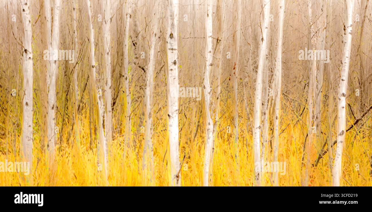 Hohe, schlanke Birken mit weißer Rinde in einem goldenen Herbstwald. Ontario, Kanada Stockfoto