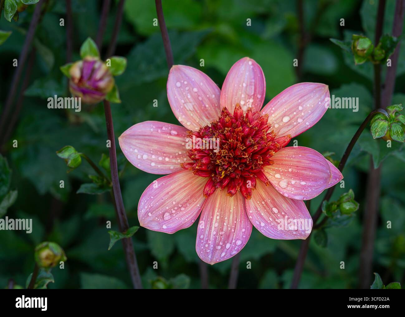 Anemonen-Blüten-Dahlien "Totally Tangerine". Nahaufnahme von Anemonen-Dahlien "Totally Tangerine"-Blüten. Anemonen-Dahlien mit Regentropfen. Stockfoto