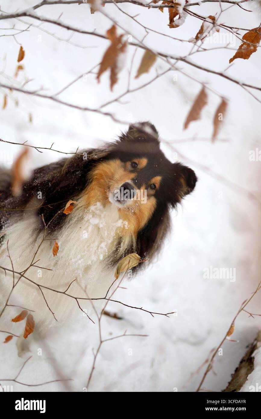 Wunderschöner, langhaariger, rauer Collienhund posiert im verschneiten Wald Stockfoto