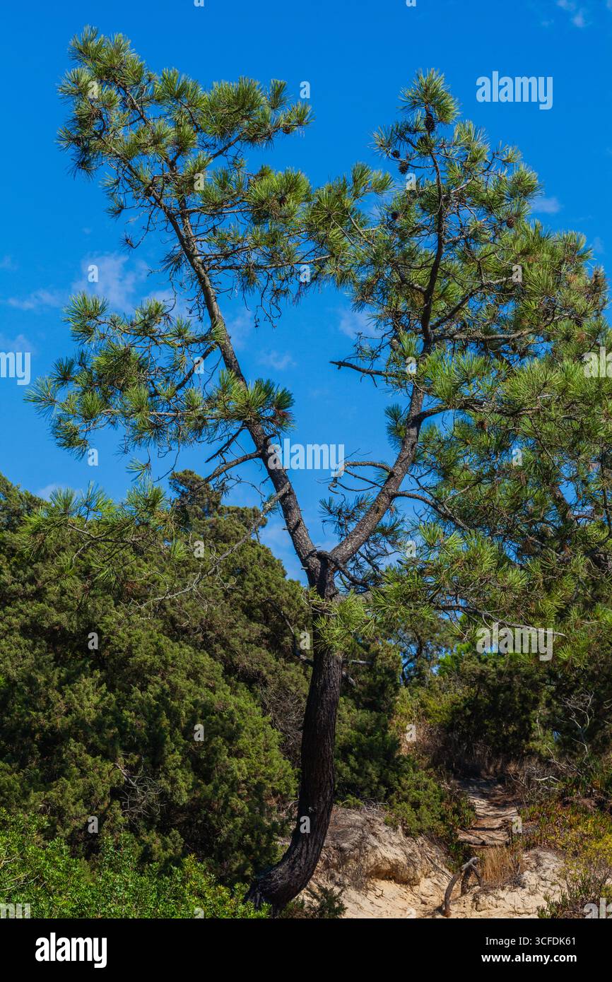 Eine vertikale Aufnahme einer einzigartig geformten Kiefer mit einem geschwungenen Stamm, der vor einem tiefblauen Himmel steht und von üppigem Grün umgeben ist Stockfoto