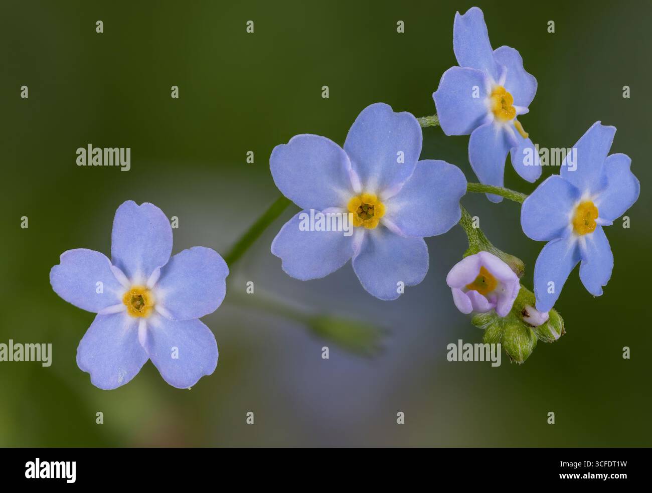 Wasser Vergiss-mich-nicht blühend Stockfoto