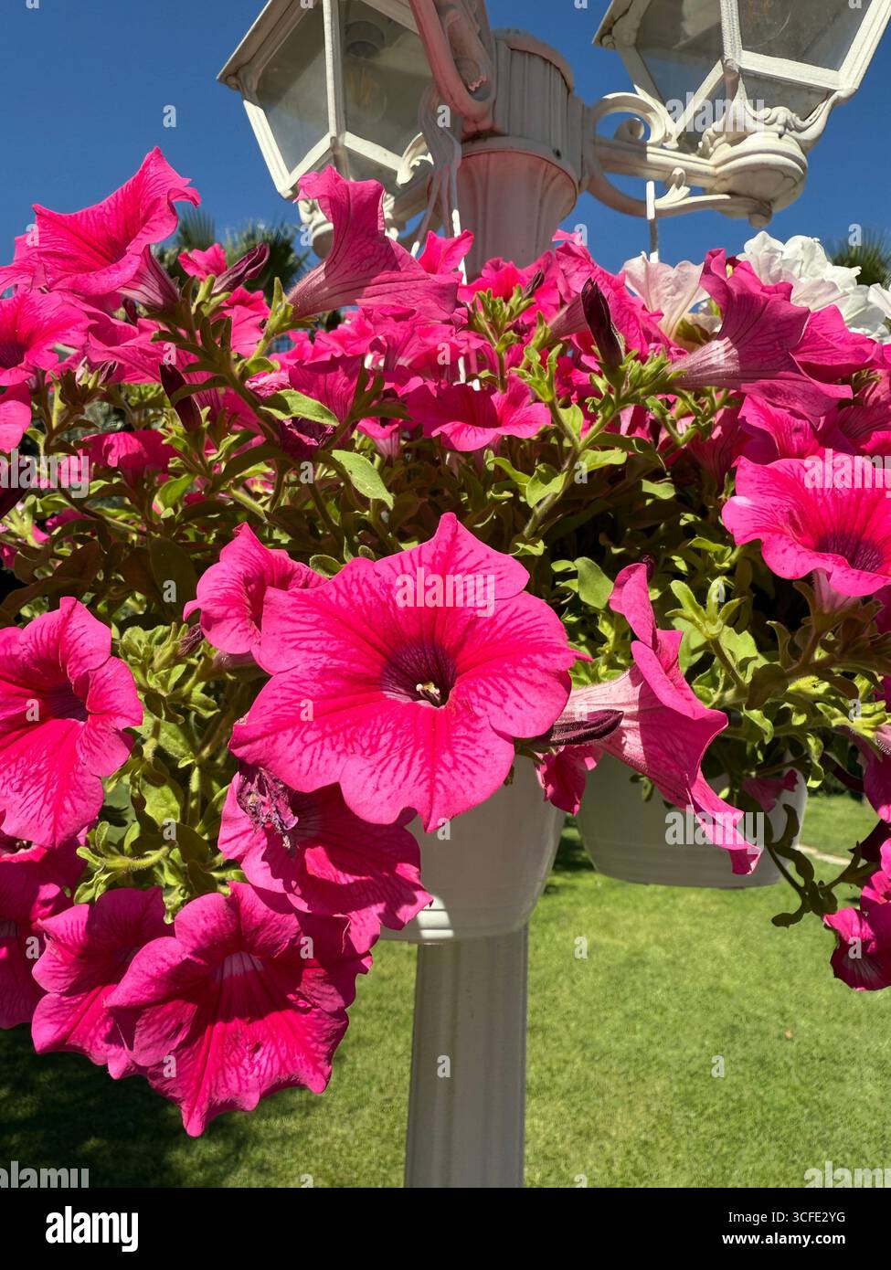 Ein Korb mit leuchtenden pinken Petunien, befestigt an einem weißen Laternenpfahl. Blumen blühen in voller Blüte vor einem Hintergrund aus grünem Gras und klarem Himmel. Stockfoto