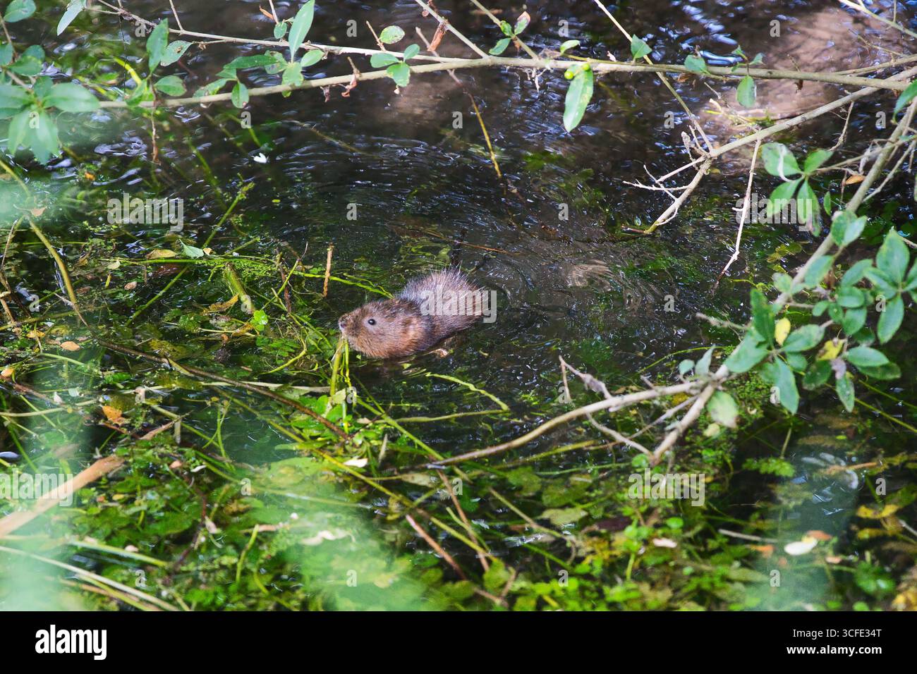 Wasser-Vole schwimmt mit Pflanzen im Mund Stockfoto