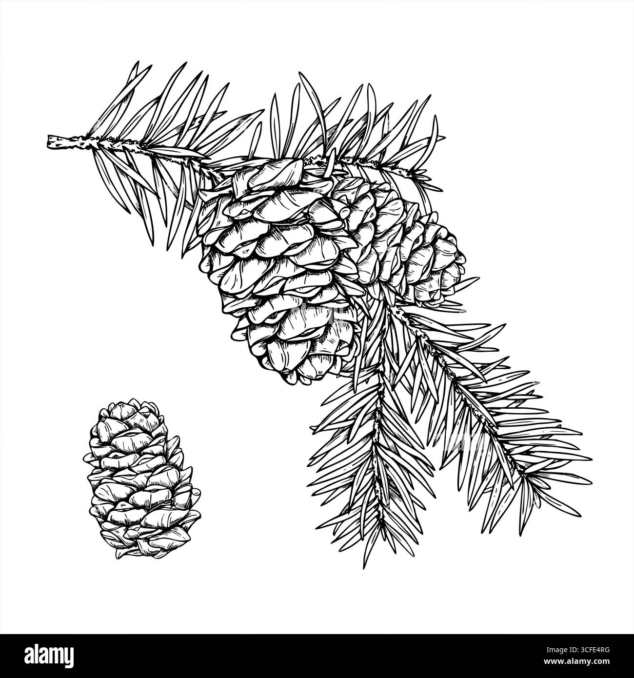 Weihnachtsfichtenzweig mit konen monochrome Vektor-Illustration gemalt von schwarzen Tinten. Winter immergrüne Kiefernzweige Ätzzeichnung Stock Vektor