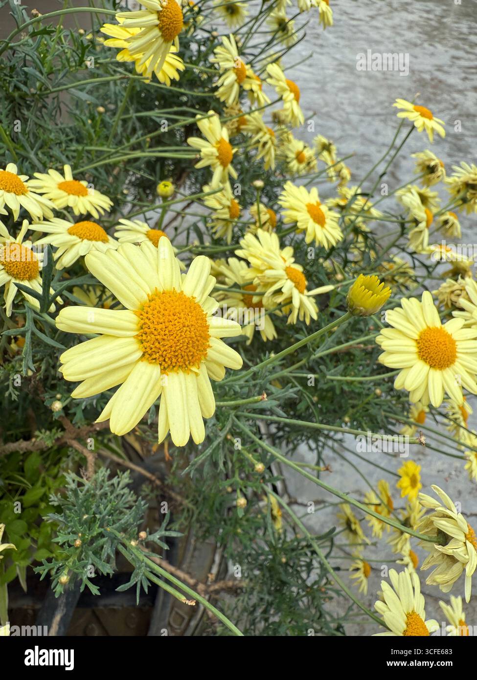 Aus einem hohen Winkel wird eine leuchtende Gruppe von gelben Gänseblümchen-ähnlichen Blüten mit leuchtend orangefarbenen Mittelpunkten gezeigt. Die Blüten scheinen in einem Topf zu wachsen Stockfoto
