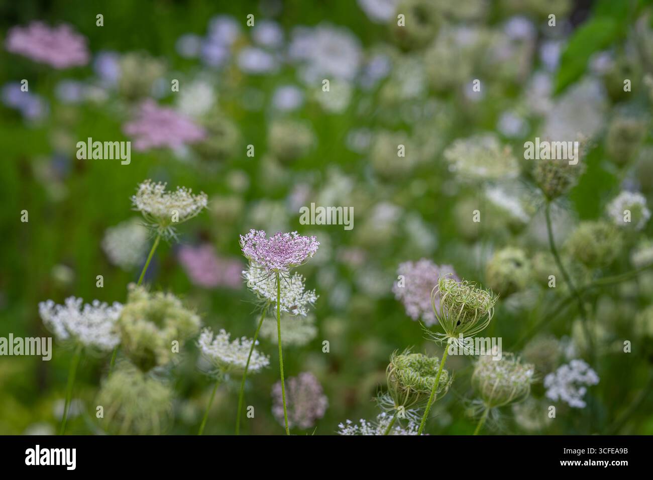 Nahaufnahme von Königin Annes Spitzenblumen - Daucus carota. Königin Anne Spitze zarte Sommerblume verschwommener Natur Hintergrund. Nahaufnahme der wilden Karotten. Stockfoto