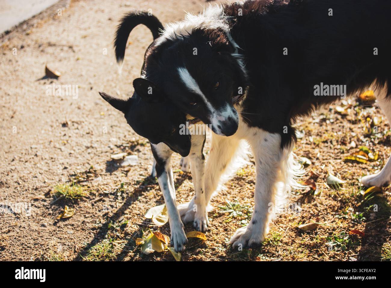 Zwei Hunde teilen sich einen liebevollen Moment und zeigen ihre spielerische Verbundenheit an einem sonnigen Tag im Hof. Ein größerer Hund und ein kleinerer Hund, Interacti Stockfoto