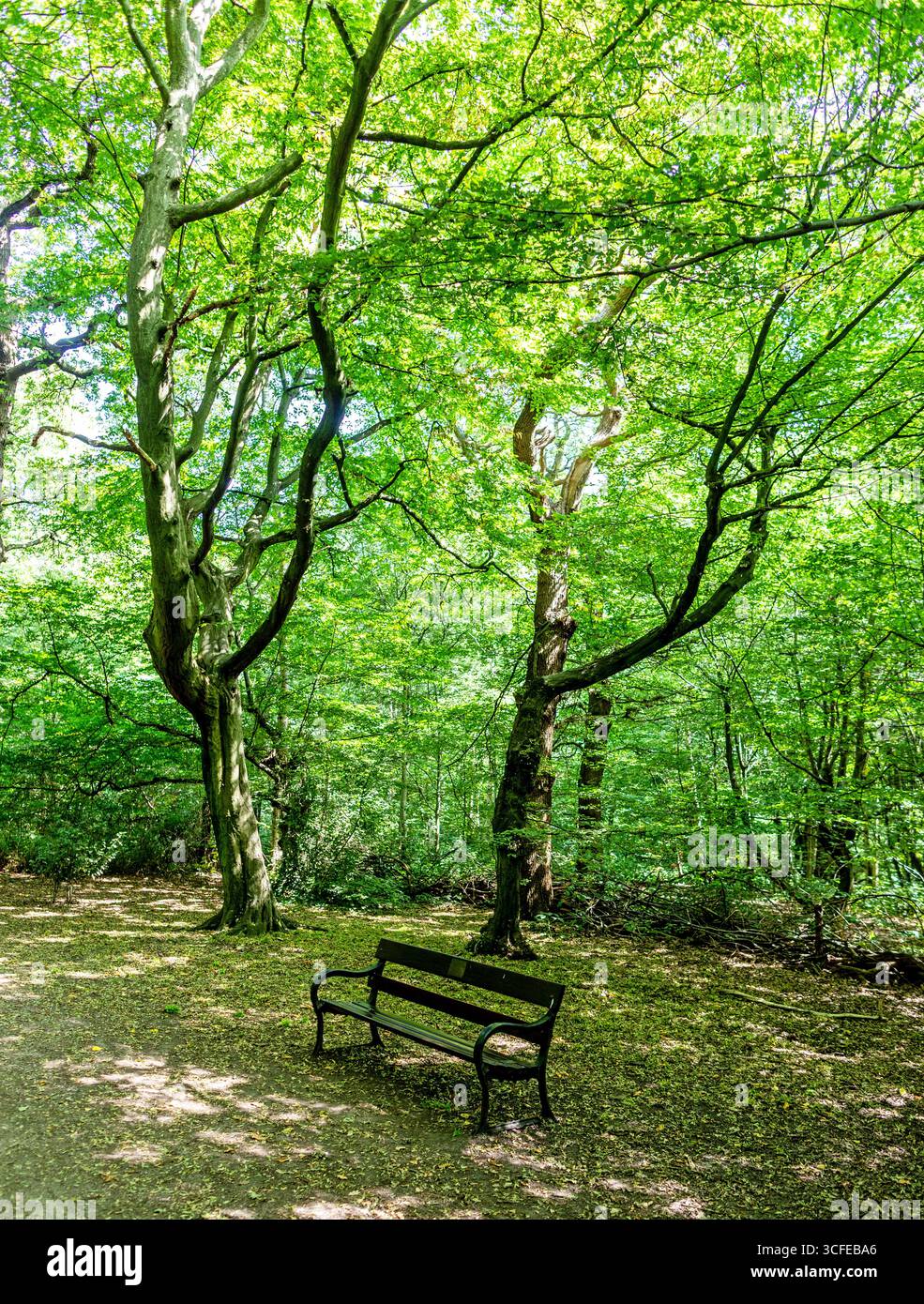 Eine Bank in Highgate Woods North London, Großbritannien Stockfoto