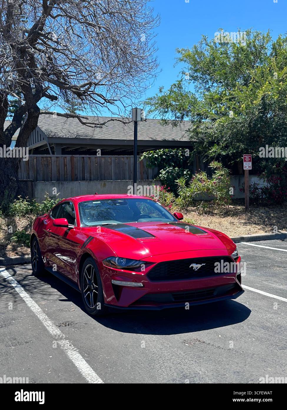 Ein leuchtend roter Ford Mustang Sportwagen parkte an einem sonnigen Tag auf einem Parkplatz. Das moderne Coupé verfügt über ein schlankes Design, schwarze Leichtmetallfelgen und einen Stockfoto