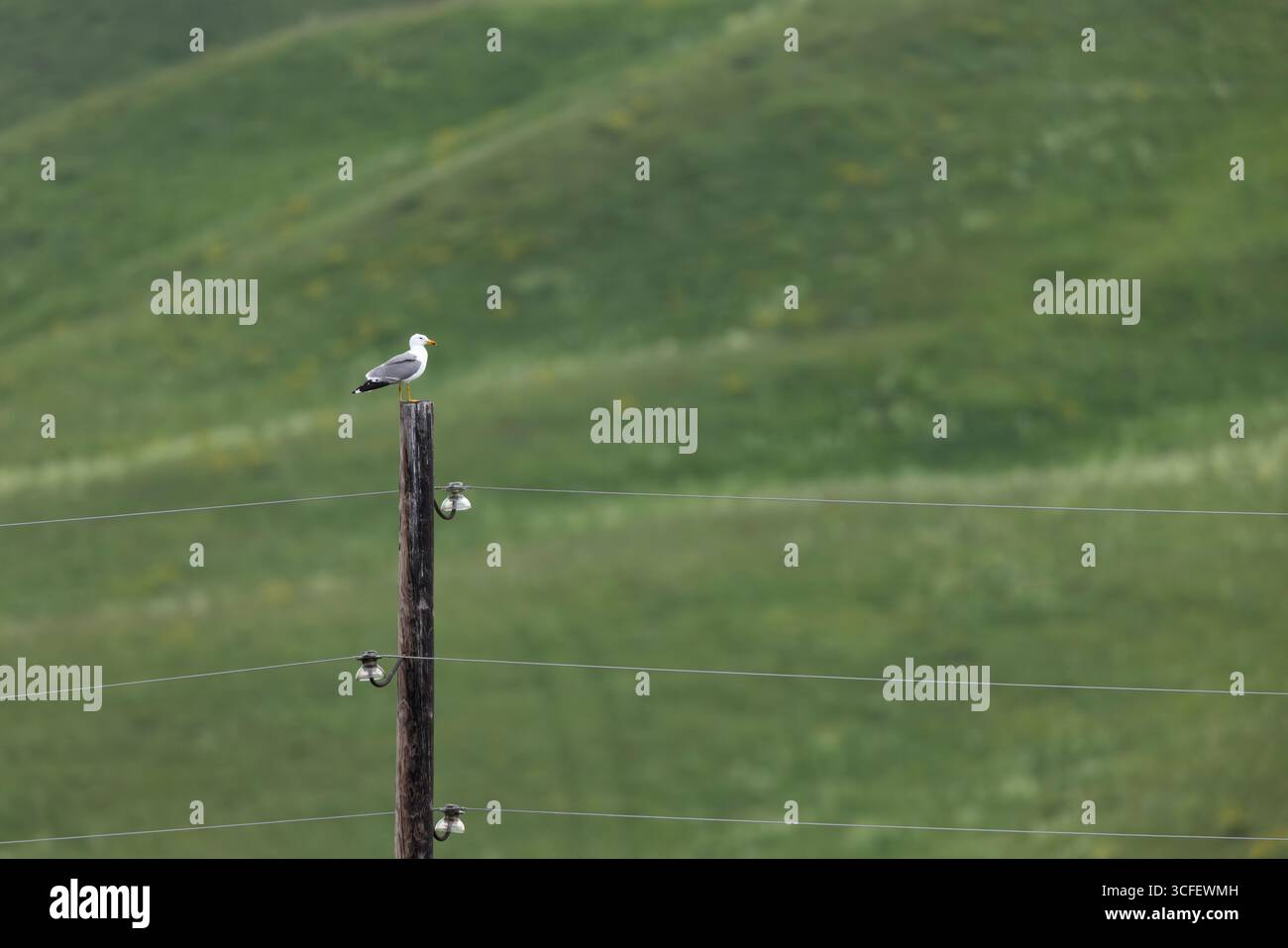 Armenische Möwe Larus armenicus, Erwachsener auf Telegrafenmast, Vardenyatpass, Gegharkunik, Armenien, Juni Stockfoto