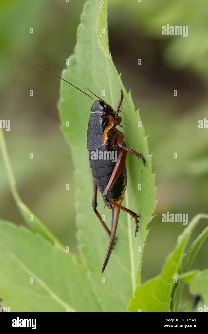 Psorodonotus venosus, Erwachsener auf Blatt, Berg Gndasar, Vayots Dzor, Armenien, Juni Stockfoto