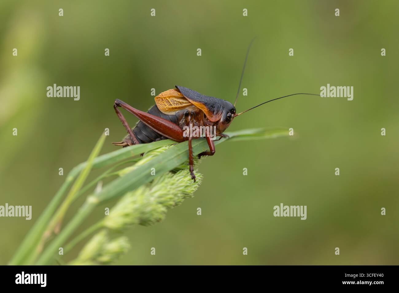 Psorodonotus venosus, Erwachsener auf Blatt, Berg Gndasar, Vayots Dzor, Armenien, Juni Stockfoto