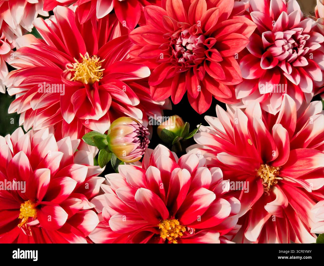 Rot-weiße Dahlien mit Knospen in einem französischen Garten von oben gesehen Stockfoto