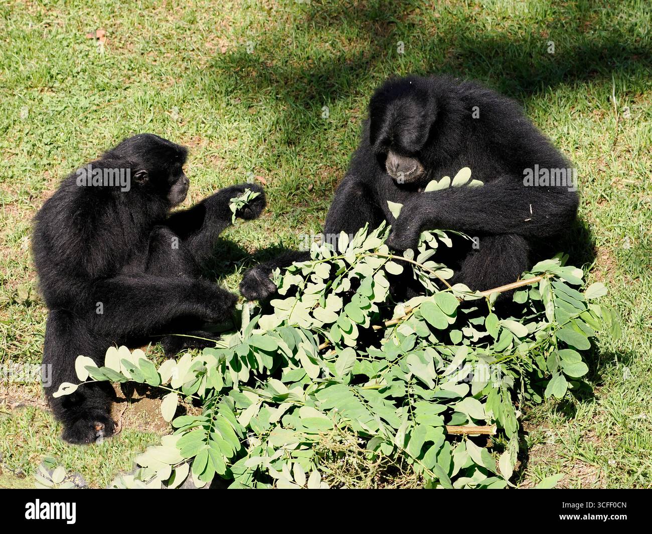 Siamangs (Symphalangus syndactylus) sitzen auf Gras und essen Blätter auf dem Boden Stockfoto