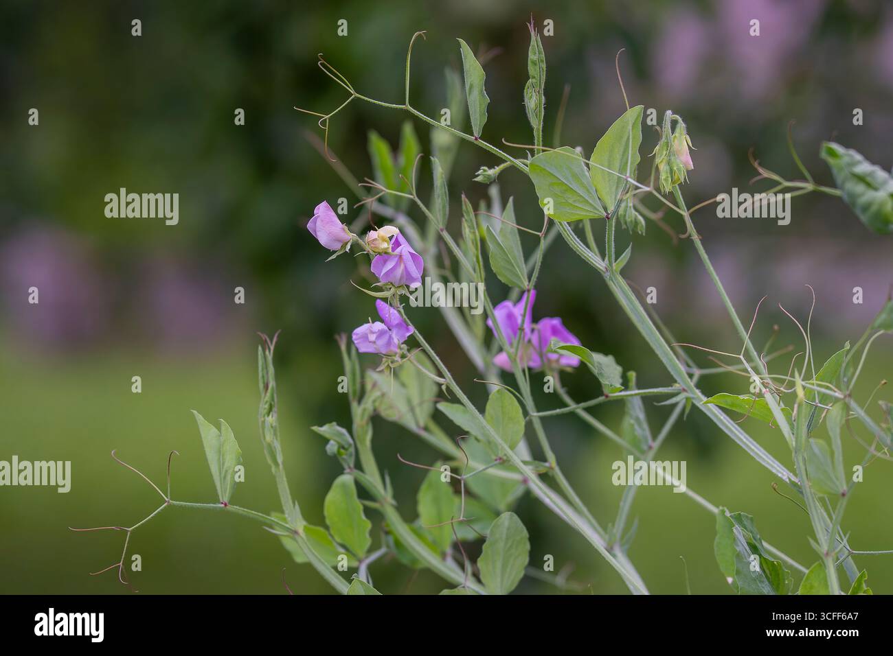 Lathyrus odoratus, jährlicher Kletterer nach Regen. Eine sehr duftende, altmodische Süßerbse mit violetten Blüten. Stockfoto