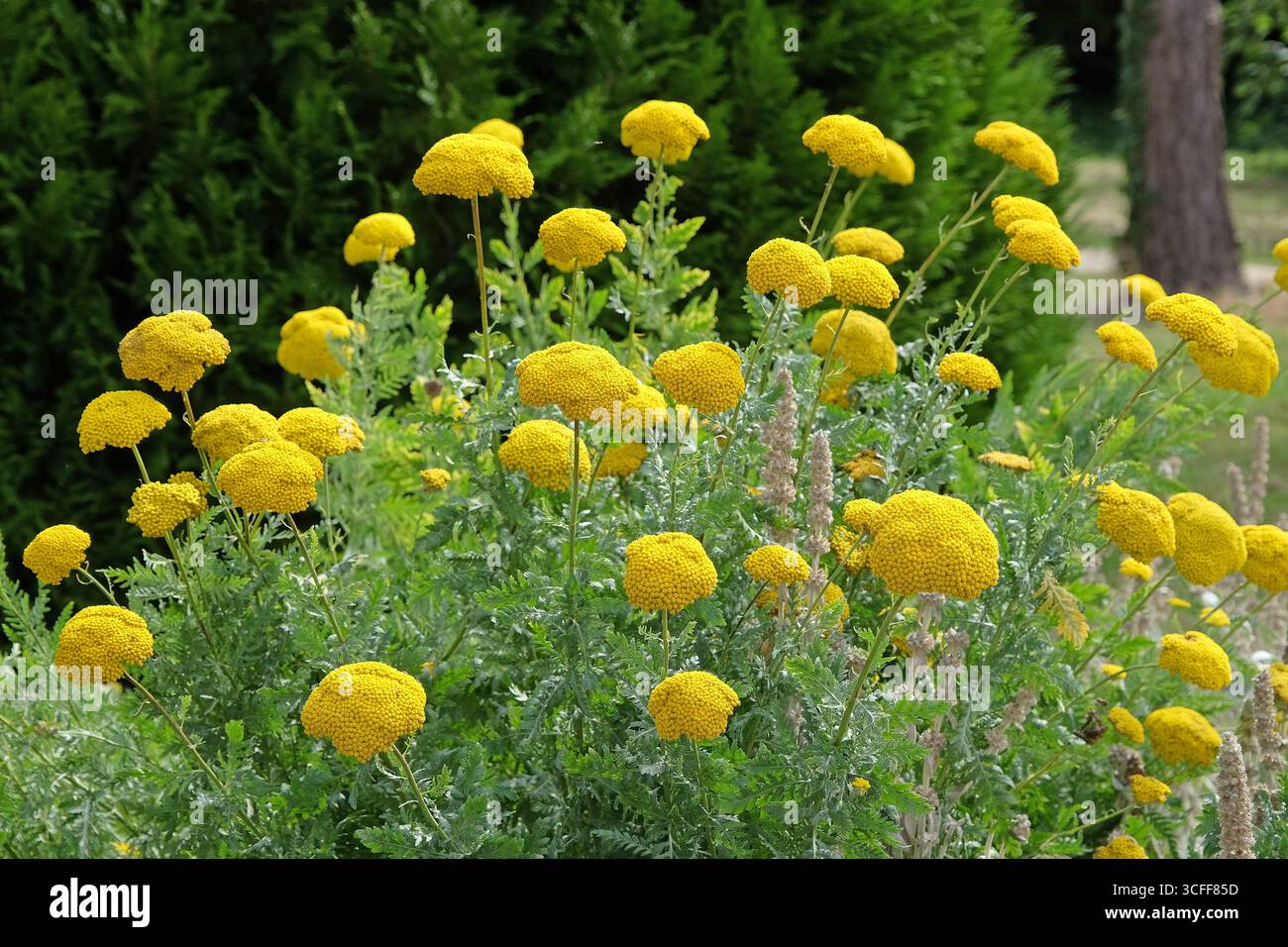 Gelber farn -Fotos und -Bildmaterial in hoher Auflsung  Alamy