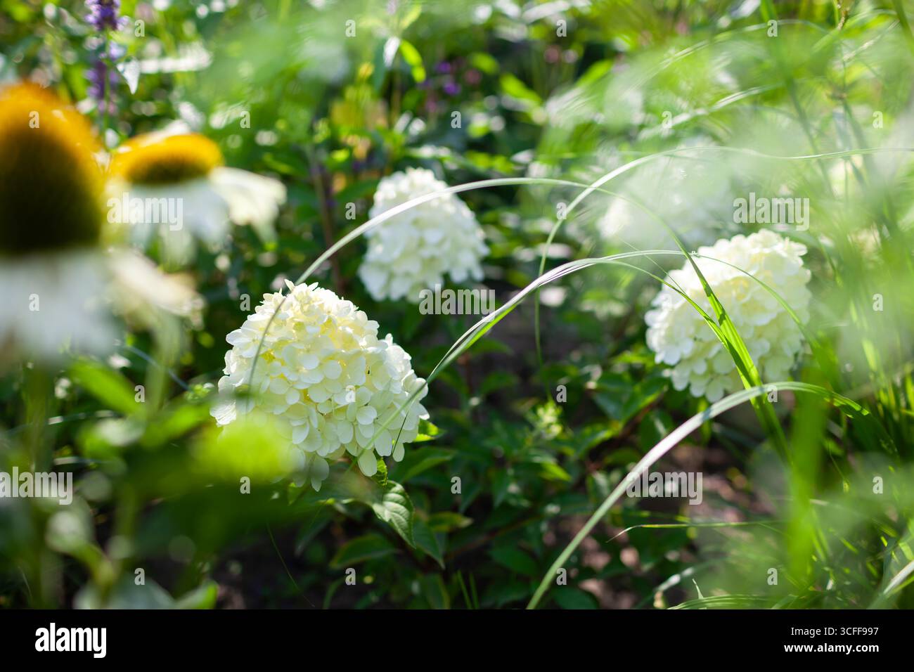 Hortensie paniculata blüht durch weiße Echinacea-Blüten im Sommergarten. Mit Tau bedeckte Eisbärenrinsen wachsen mit Pennisetum-Ziergras Stockfoto
