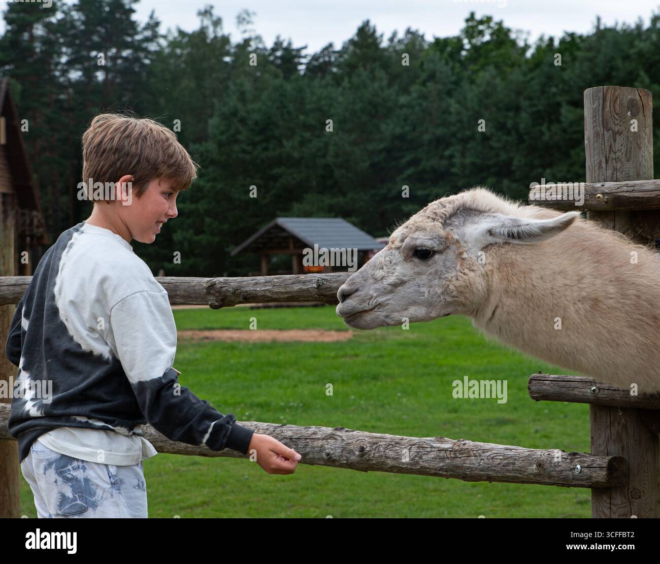 Ein Junge mit einem fröhlichen und friedlichen Ausdruck, der ein Lama in einem Streichelzoo füttert. Stockfoto