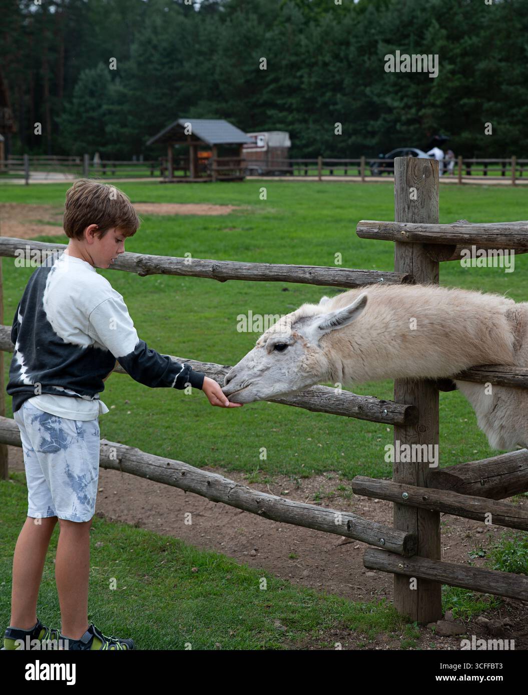 Ein Junge mit einem fröhlichen und friedlichen Ausdruck, der ein Lama in einem Streichelzoo füttert. Vertikales Foto. Stockfoto