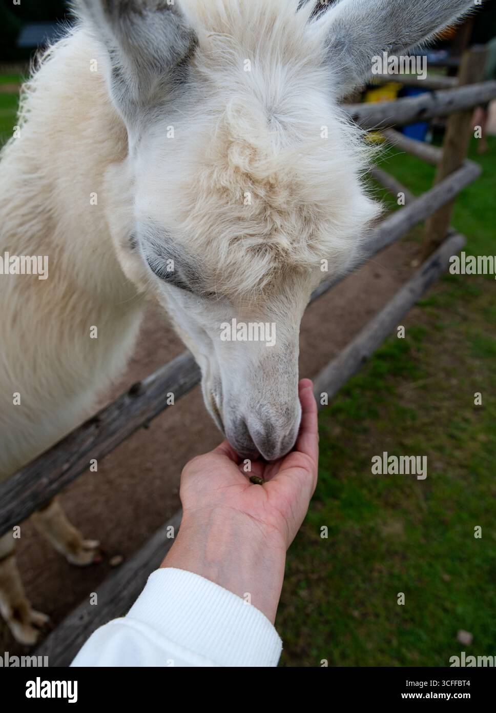 Nahaufnahme einer Hand, die einem weißen Lama Trockenfutter auf einer Farm oder einem Streichelzoo anbietet. Stockfoto