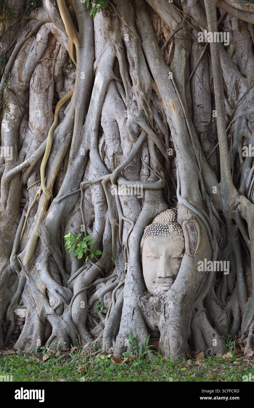 Buddha-Kopf in einem Bodhi-Baum - Ayuttaya, Thailand Stockfoto