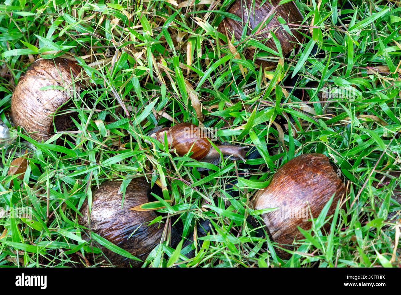 Die vietnamesische Magnolienschnecke, auch Vietnamesische Riesenschnecke oder vietnamesische Riesenschnecke, Bertia cambojiensis genannt. Zwischen Kokosnüssen. Stockfoto Die vietnamesische Magnolienschnecke, auch Vietnamesische Riesenschnecke oder vietnamesische Riesenschnecke, Bertia cambojiensis genannt. Zwischen Kokosnüssen. Stockfoto