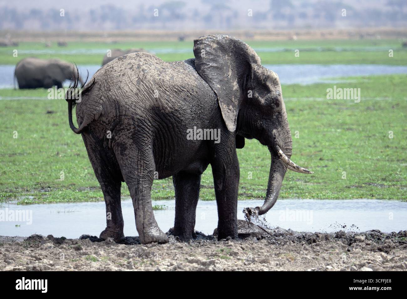 Afrikanischer Elefant im Feuchtgebiet – Wildlife Nature Photography Stockfoto
