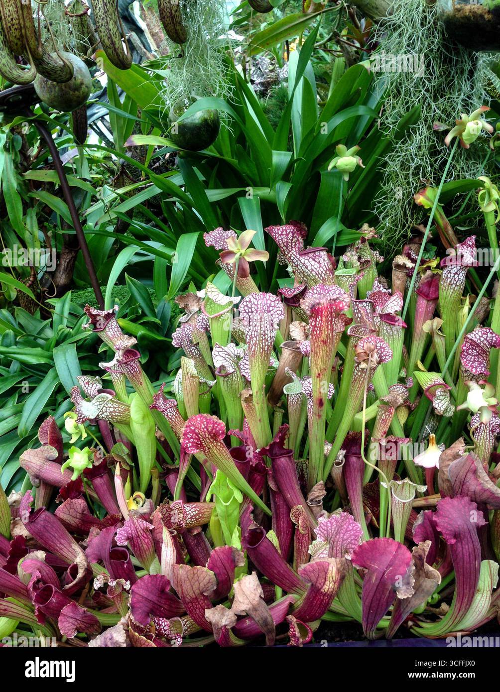 Nuters Pitcher-Pflanze Es ist eine relativ häufige natürliche Hybride, die in den Tiefebenen von Borneo, Peninsular Malaysia, Singapur und Sumatra gefunden wird. Stockfoto