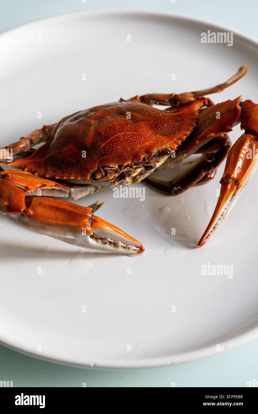 Rohe gekochte Krabbe auf einem weißen Teller, Nahaufnahme Stockfoto