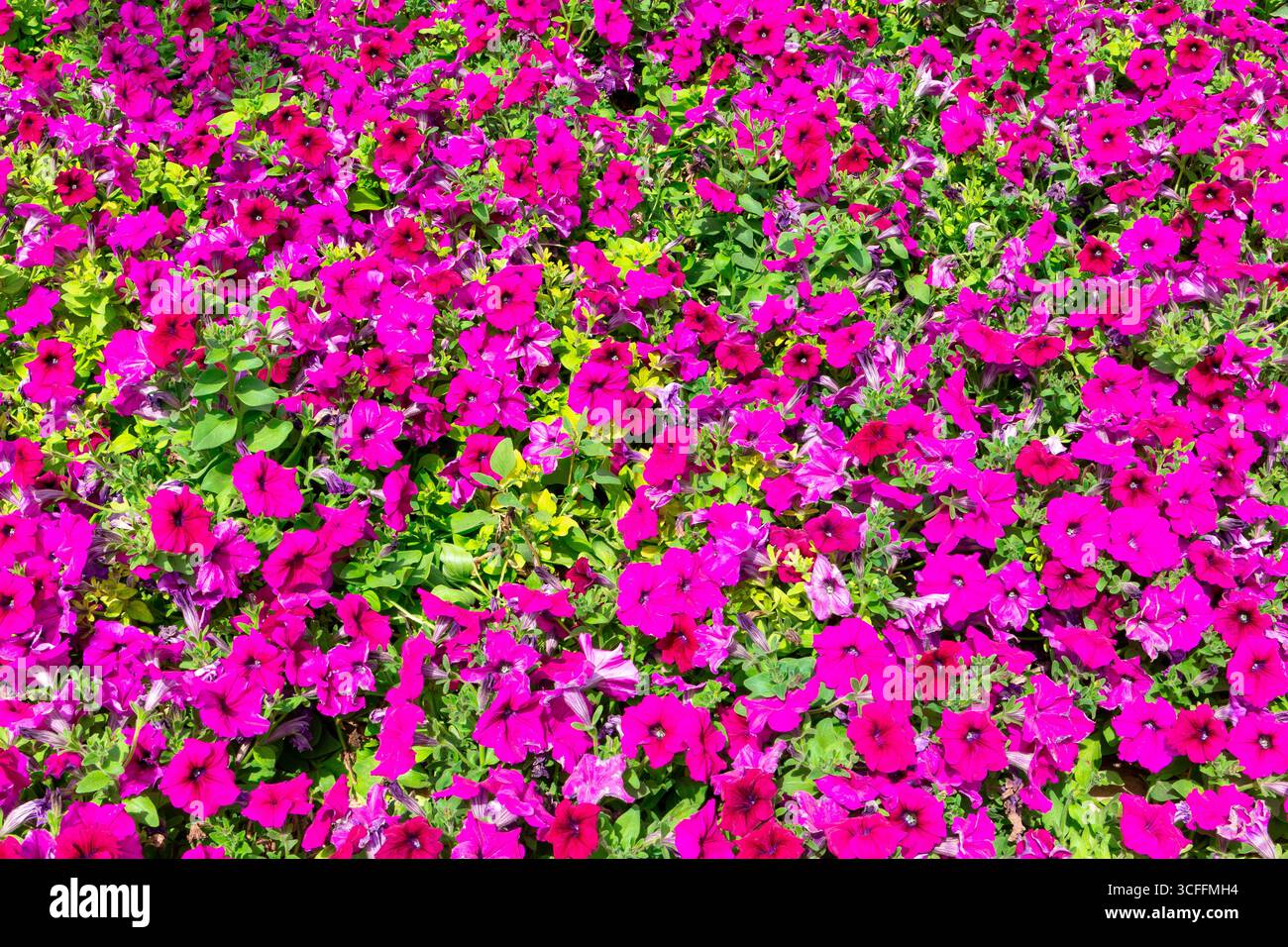 Petunien-Blumen, ein dichtes Beet aus leuchtend rosa Blumen in den Gärten des Quranic Park, Dubai, VAE. Stockfoto