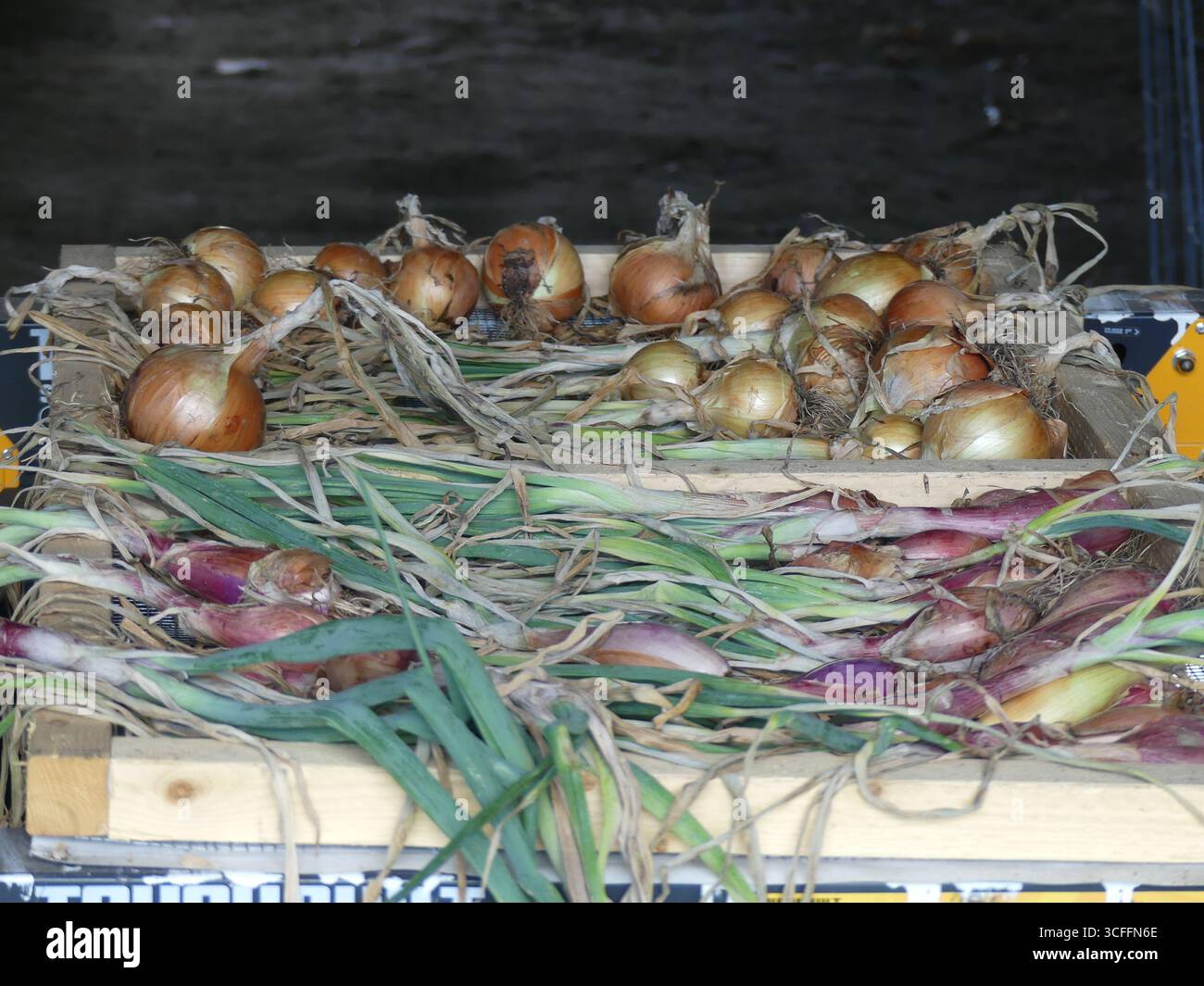 Drahtregale mit Holzrahmen, gefüllt mit einer frischen Ernte von sortierten Hauptkulturerbsen gelben Zwiebeln und purpurroten Schalotten mit ihren grünen Spitzen Stockfoto